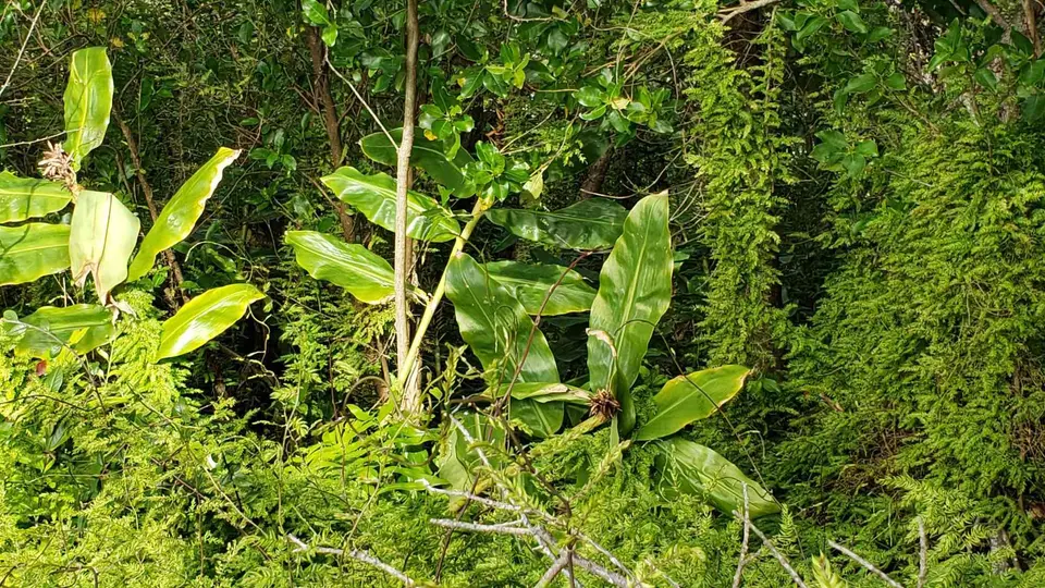 Wild ginger and climbing asparagus smothering bush