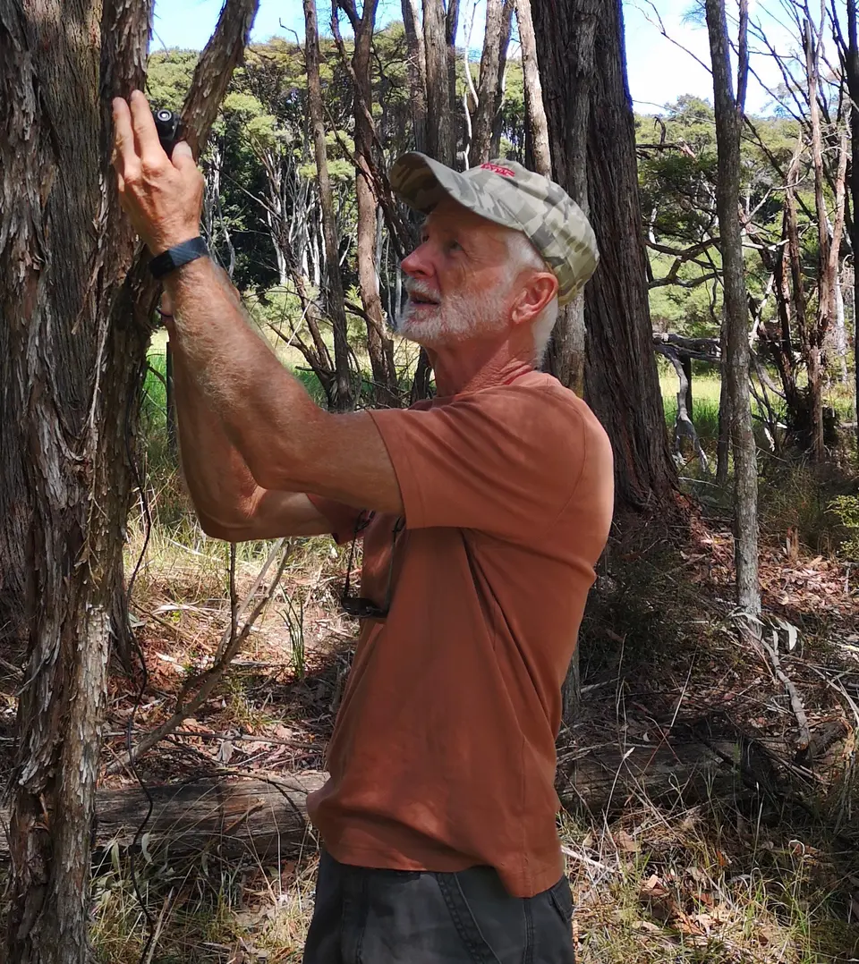 Brian Bramell placing an acoustic bat logger on a tree at Te Muri