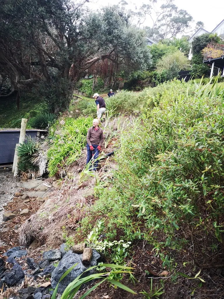 Volunteers planting flaxes on a steep bank above the bay