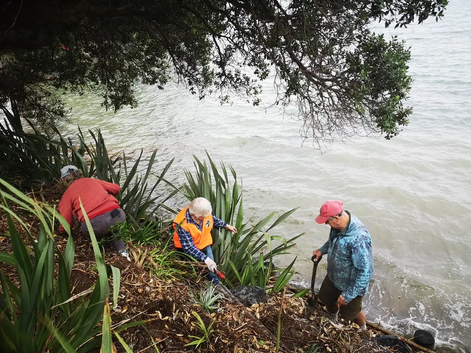 Three volunteers planting flaxes on a bank above the water