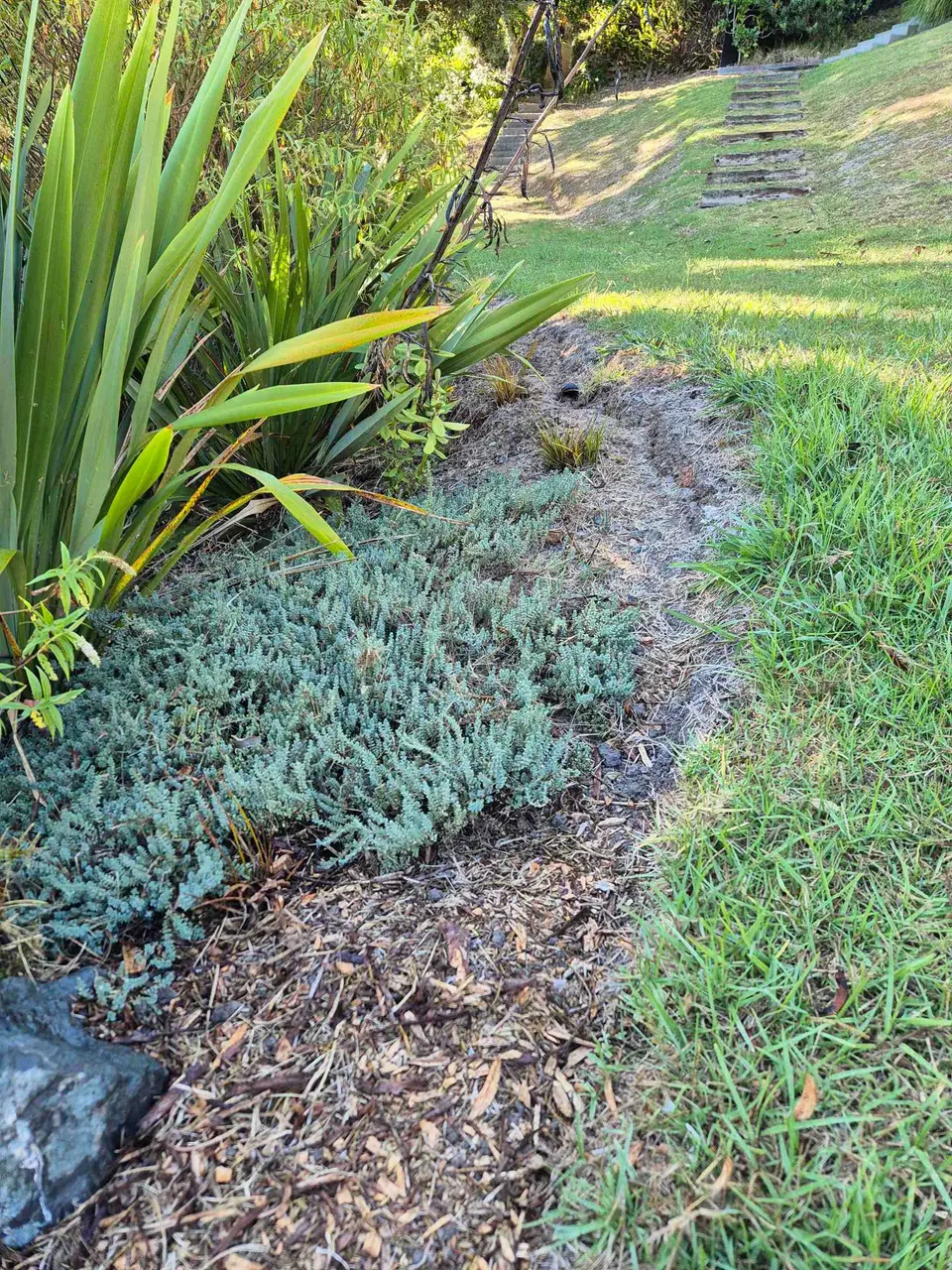 Native plants growing on the foreshore