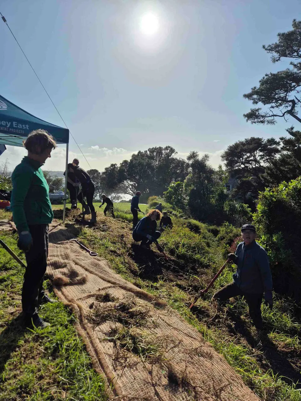 Volunteers weeding around young native plants
