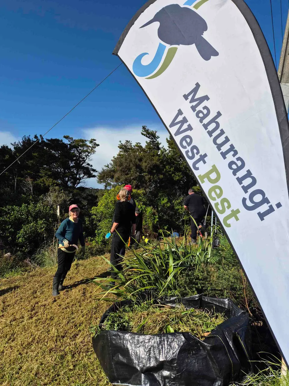 Volunteers planting beside a Mahurangi West Pest flag
